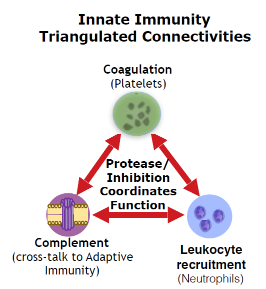 BSG Platelets Neutrophils Complement